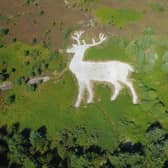 The white stag on Mormond Hill near Fraserburgh has emerged after volunteers spent five years bringing the landmark back into view. PIC: Contributed.
