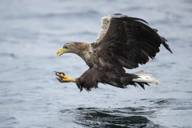 A sea eagle, otherwise known as the white-tailed eagle, swoops down to catch a fish thrown overboard from a wildlife viewing boat on the Isle of Mull, Scotland picture: Dan Kitwood/Getty Images