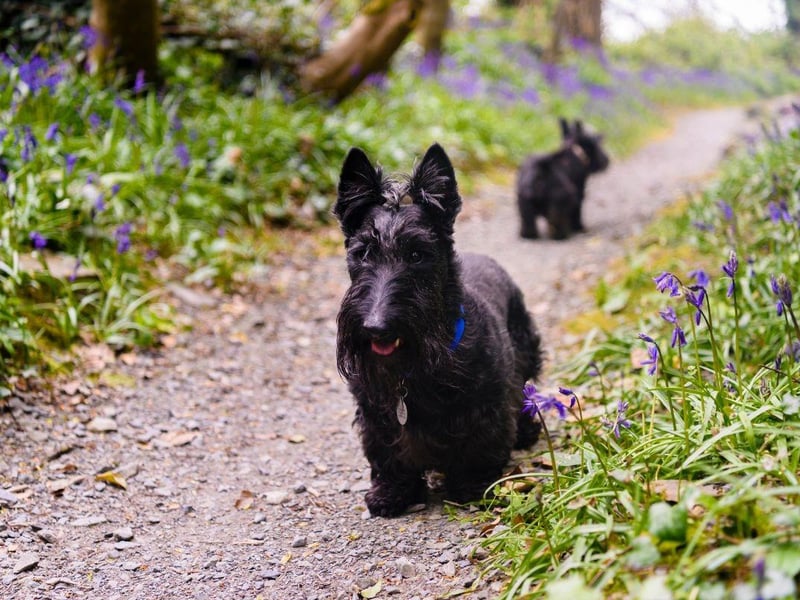 Affectionately known as the Scottie Dog, the Scottish Terrier is another of the breeds of Terrier that come from the Highlands. They were originally used to hunt vermin on farms and crofts.
