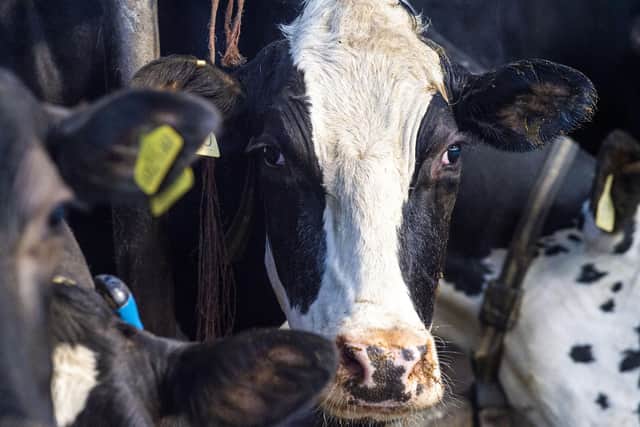Dairy farming is a 'sensitive sector', says David Swales