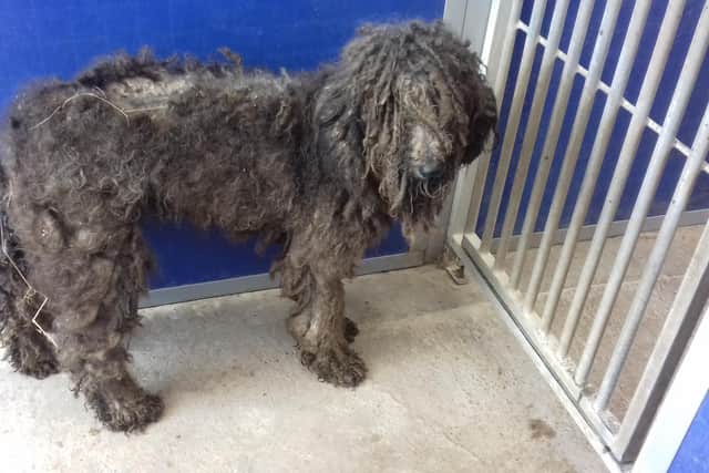 Another of the dogs found abandoned and in appalling condition in Jedburgh at the weekend.