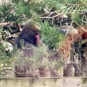 The Japanese macaque eats from a bird feeder in a back garden in Kincraig. PIC: Carl Nagle.