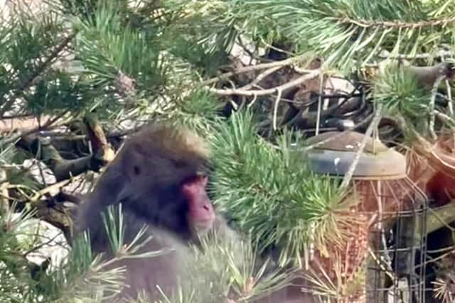 The Japanese macaque eats from a bird feeder in a back garden in Kincraig. PIC: Carl Nagle.