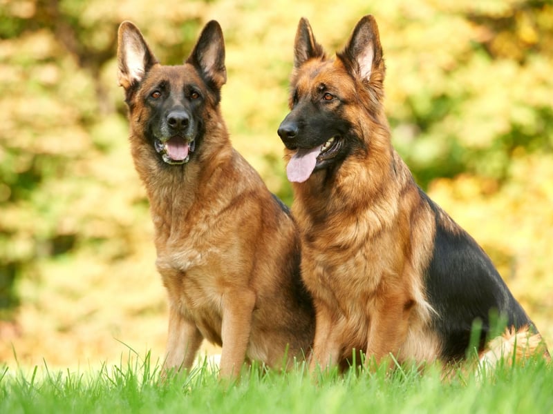 The German Shepherd has been one of the most popular dogs in the UK for decades. Its popularity dates back to when they were first accepted into the Kennel Club in 1919. Within seven years annual registrations had soared from just 54 to over 8.000.