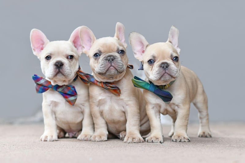 French Bulldogs are so sociable they'll often greet a stranger like an old friend, while visitors to their house will receive plenty of loving attention.