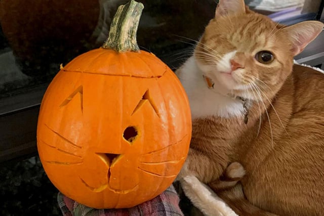 If you're seeking inspiration for your pumpkin design this Halloween then where better to turn to than your beloved pet? Our cherished four-legged family always bring smiles to our faces and they make an excellent subject for a pumpkin - just include a few minor details like whiskers and you're done.