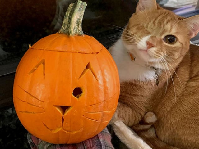 If you're seeking inspiration for your pumpkin design this Halloween then where better to turn to than your beloved pet? Our cherished four-legged family always bring smiles to our faces and they make an excellent subject for a pumpkin - just include a few minor details like whiskers and you're done.