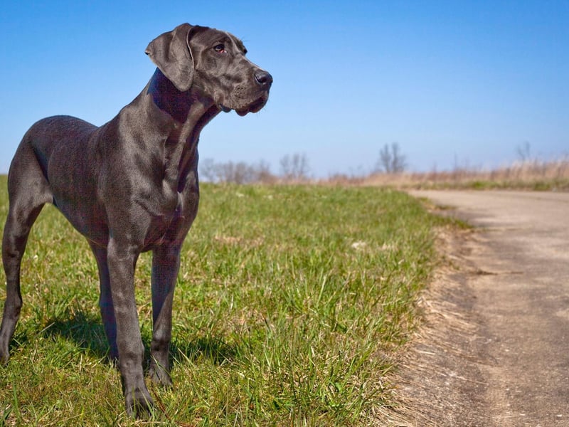 A gentle giant, the Great Dane is one of the world's largest dogs, but thay have a very sweet nature and get on particularly well with children. A total of 772 were Kennel Club registered last year.