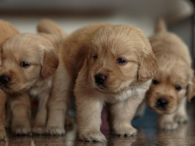 What's true for the Labrador Retriever tends to also be true of its close cousin the Golden Retriever - including the risk of biting. An affectionate nibble is the worst you tend to expect from this loving and sociable breed.