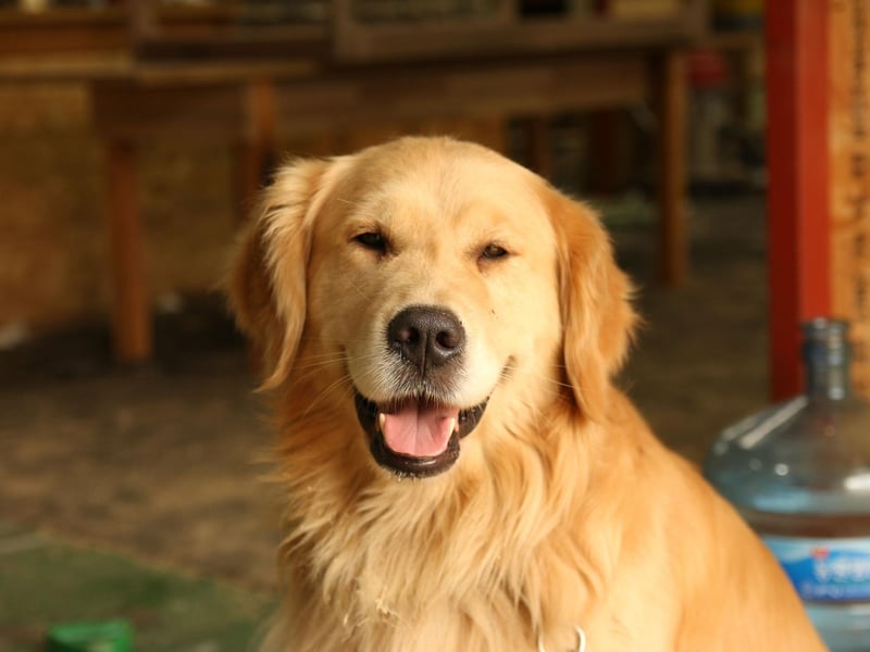 What's true of the Labrador Retriever is alos usually true of close cousin the Golden Retriever. That's certainly true when it comes to levels of aggression. Other than enjoying a nibble of their owners when teething, this is a dog whose main emotion is love and devotion.