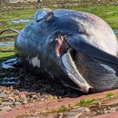 The minke whale was identified by staff from the Scottish Seabird Centre