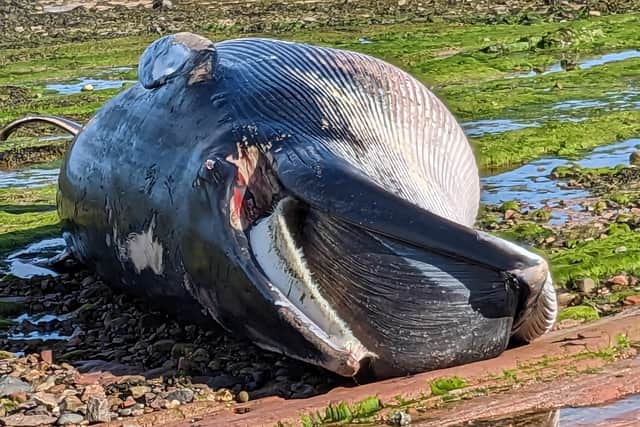 The minke whale was identified by staff from the Scottish Seabird Centre