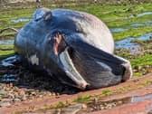 The minke whale was identified by staff from the Scottish Seabird Centre