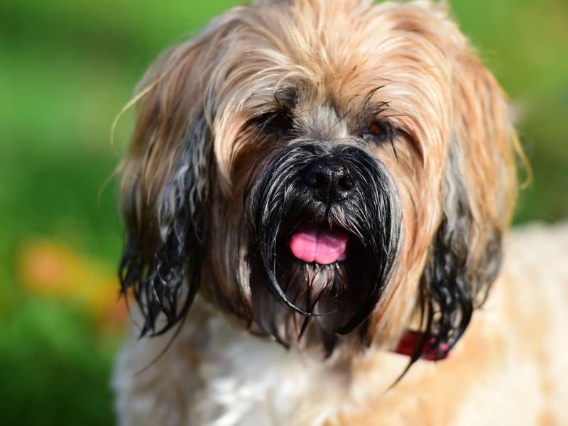 The Lhasa Apso is a particularly unusual breed when it comes to timidity. While male Lhasos are usually playful and full or fun, the females are often shy and easily spooked - needing to be treated with great delicacy.