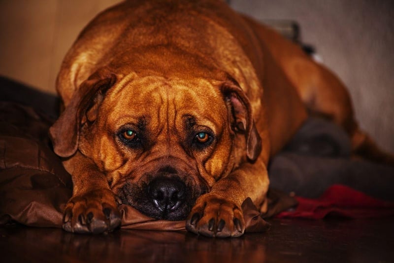 Also known as the South African mastiff, the Boerboel was used in its native South Africa to guard homesteads. They are one of the most powerful breeds of dog and fear nothing.