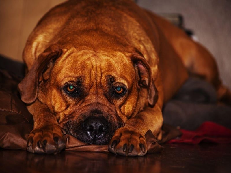 Also known as the South African mastiff, the Boerboel was used in its native South Africa to guard homesteads. They are one of the most powerful breeds of dog and fear nothing.