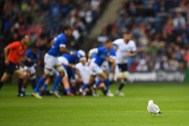The seagull was eventually carried off the Scottish Gas Murrayfield pitch by a member of the ground staff.