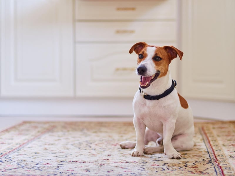 One of the most popular breeds of small dog, the Jack Russell is a lively and fun pet. They have a real independent streak though, which often manifests in them refusing to respond to comands - preferring to do what they like.