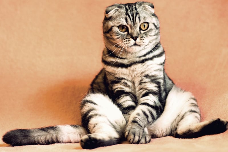 The Scottish Fold is a breed that flourishes in the company of a loving family - and is oh so cute.
