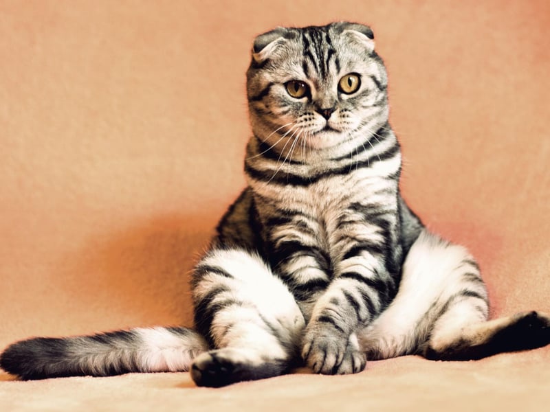 The Scottish Fold is a breed that flourishes in the company of a loving family - and is oh so cute.