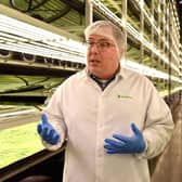 Vertical farming is an efficient way to grow vegetables (Picture: Angela Weiss/AFP via Getty Images)