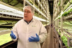 Vertical farming is an efficient way to grow vegetables (Picture: Angela Weiss/AFP via Getty Images)