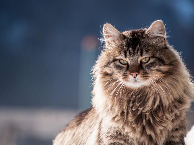 Whilst not an official breed, the Domestic longhair is the name given to breeds of cat with an unknown origin, hence the popularity of them.