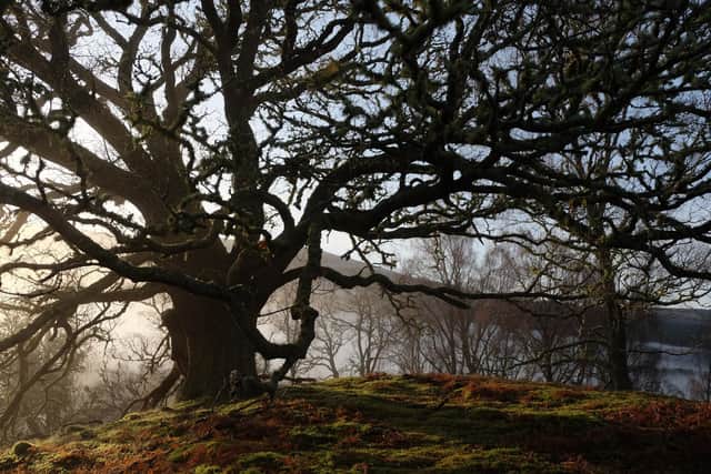 The new rewilding centre will be based at the 10,000-acre Dundreggan estate, near Loch Ness, which is owned and run by conservation charity Trees for Life