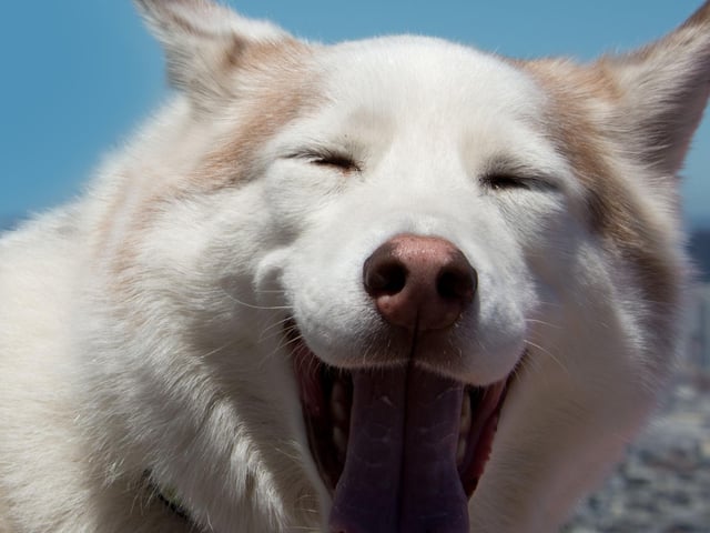 The Husky has a wide range if noises it makes to communicate with its owner and other dogs in its pack. Most impressive is its wolf-like howl which can be heard up to 10 miles away.