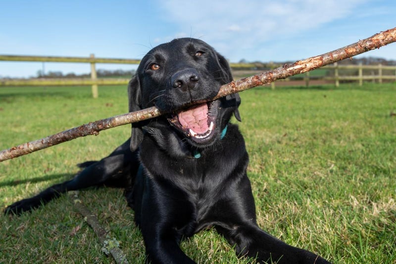 Starting with the best dogs for newbies. The most popular dog in the Britain is also a pretty good choice for a first time owner. The Labrador Retriever has the perfect combination of brains, beauty and friendliness. It should be noted though that they need regular exercise and don't like being left alone for long periods of time.