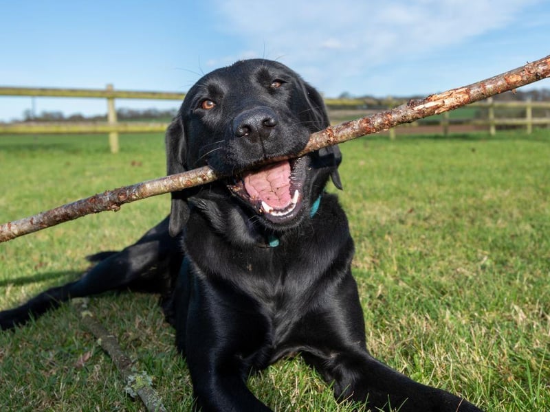 Starting with the best dogs for newbies. The most popular dog in the Britain is also a pretty good choice for a first time owner. The Labrador Retriever has the perfect combination of brains, beauty and friendliness. It should be noted though that they need regular exercise and don't like being left alone for long periods of time.