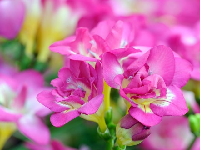 Available in numerous different colours, it's fine to give freesias to a dog lover.