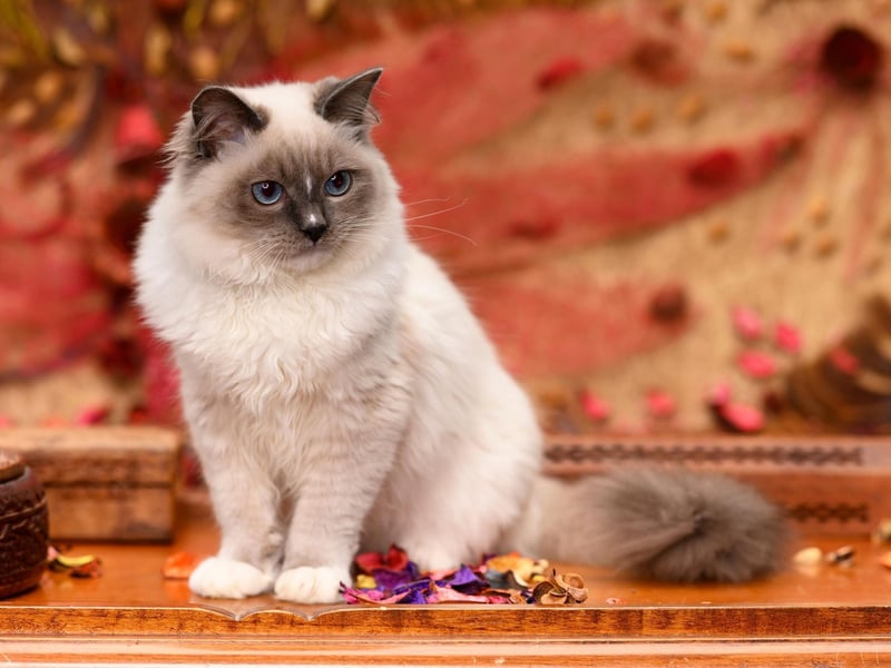 The Ragdoll has been the UK's second most popular cat since March 2020. Originally bred in America, this breed has striking blue eyes and a silky-soft coat.