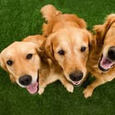 Looking for inspiration to name your adorable new Golden Retriever puppy?
