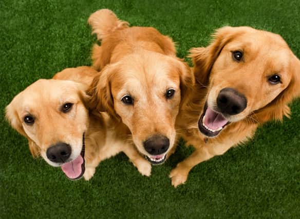 Looking for inspiration to name your adorable new Golden Retriever puppy?