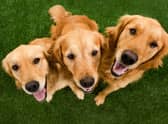 Looking for inspiration to name your adorable new Golden Retriever puppy?