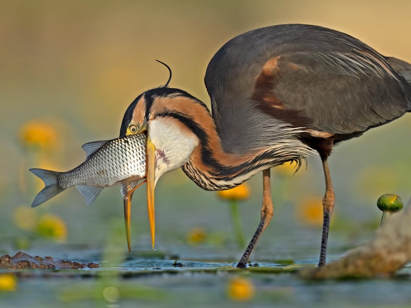 COMEDY BIRD PHOTO
NO WAY OUT
Purple Heron Ardea purpurea. Lake Chiusi, Italy. Antonio Aguti, Italy. Category: Comedy Bird Photo. GOLD AWARD WINNER.
The Purple Heron is a migratory bird that nests in the lake basins of the Italian Peninsula and feeds mainly on fish, although it also preys on mice, snakes, toads and other creatures. In this shot, the heron caught a large Crucian Carp (Carassius carassius) and voraciously swallowed it after several attempts to turn the fish onto its side.
Sony A1 with Sony 600mm f/4 GM lens. 600mm; 1/4,000s; f/4; ISO 320
