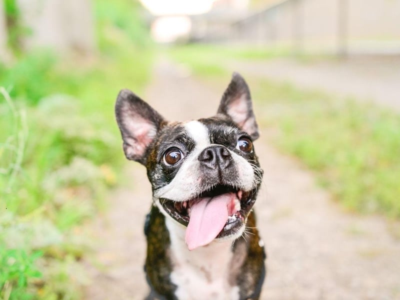 The Boston Terrier shouldn't take must convincing to pop out for the toilet. Any lingering stubborness can be sorted out with treats.