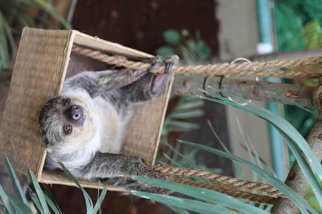 Just hanging around: Fe gets comfy in her basket