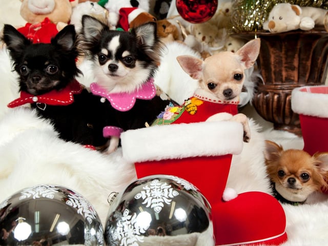 We all know how greedy our pups can be, and while tasty treats like candy canes and chocolate Santas may have your dog drooling in delight, they will also make them very sick if they do get hold of them. If your dog is particularly fond of food, then the best idea might be to not put anything edible on your tree at all. Although, if you really want to treat any children in the family to some treats off the tree, place them out of reach from your dog. Likewise, if you have an advent calendar or two in the house in the run-up to Christmas, keep them out of your dog’s reach on a high shelf, or better yet, firmly attached to a high position on your wall.