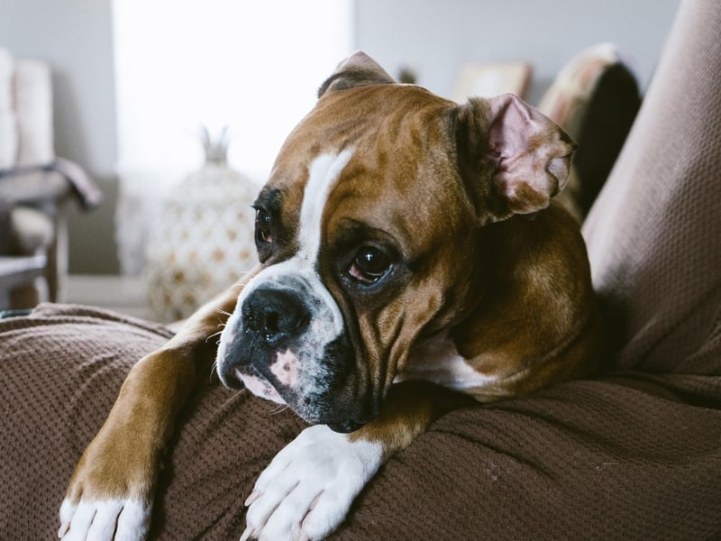 Boxers are a working dog breed originally from Germany. They have very short, thin coats that require little more than an occasional bath. Brushing is purely optional.