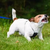 Dog-walkers are being urged to keep their pets under control at all times during the Covid-19 lockdown in a bid to stop potentially fatal attacks on wildlife and livestock