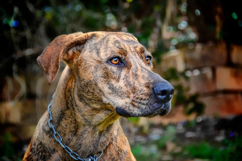 North Carolina made the Plott Hound its state dog back in 1989. Only officially recognised by the American Kennel Club in 2006, they were originally used to hunt bears.