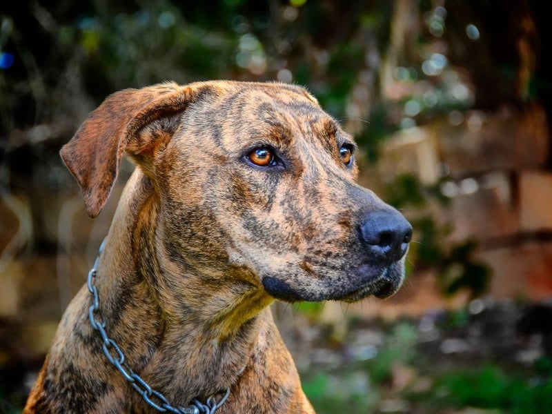 North Carolina made the Plott Hound its state dog back in 1989. Only officially recognised by the American Kennel Club in 2006, they were originally used to hunt bears.