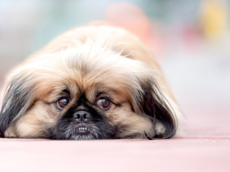 The Pekingese is designed for human laps rather than laps of a swimming pool. The worst combination of a flat face, short less, and little muscle meaning they should stay away from the water. They also hate the heat - so won't thank you for a summer outing to the beach.
