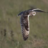 Short-eared owls are among the wildlife found at the newly established Tarras Valley Nature Reserve in Dumfries and Galloway, set up following a community buyout of land from Buccleuch Estates. Picture: John Wright