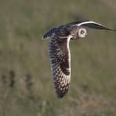 Short-eared owls are among the wildlife found at the newly established Tarras Valley Nature Reserve in Dumfries and Galloway, set up following a community buyout of land from Buccleuch Estates. Picture: John Wright