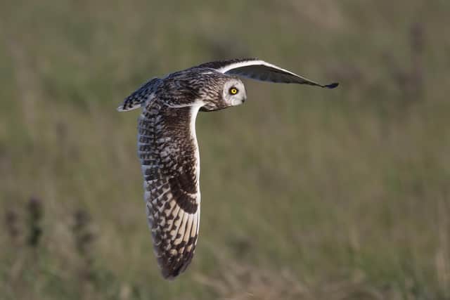 Short-eared owls are among the wildlife found at the newly established Tarras Valley Nature Reserve in Dumfries and Galloway, set up following a community buyout of land from Buccleuch Estates. Picture: John Wright
