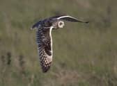 Short-eared owls are among the wildlife found at the newly established Tarras Valley Nature Reserve in Dumfries and Galloway, set up following a community buyout of land from Buccleuch Estates. Picture: John Wright