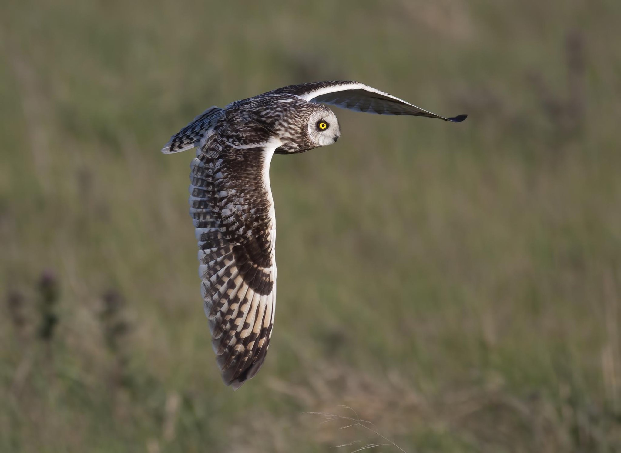 Deadline extended for community buyout of moorland to expand new nature reserve in Dumfries and Galloway